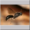 Psenulus sp - Grabwespe 06a 8-9mm.jpg